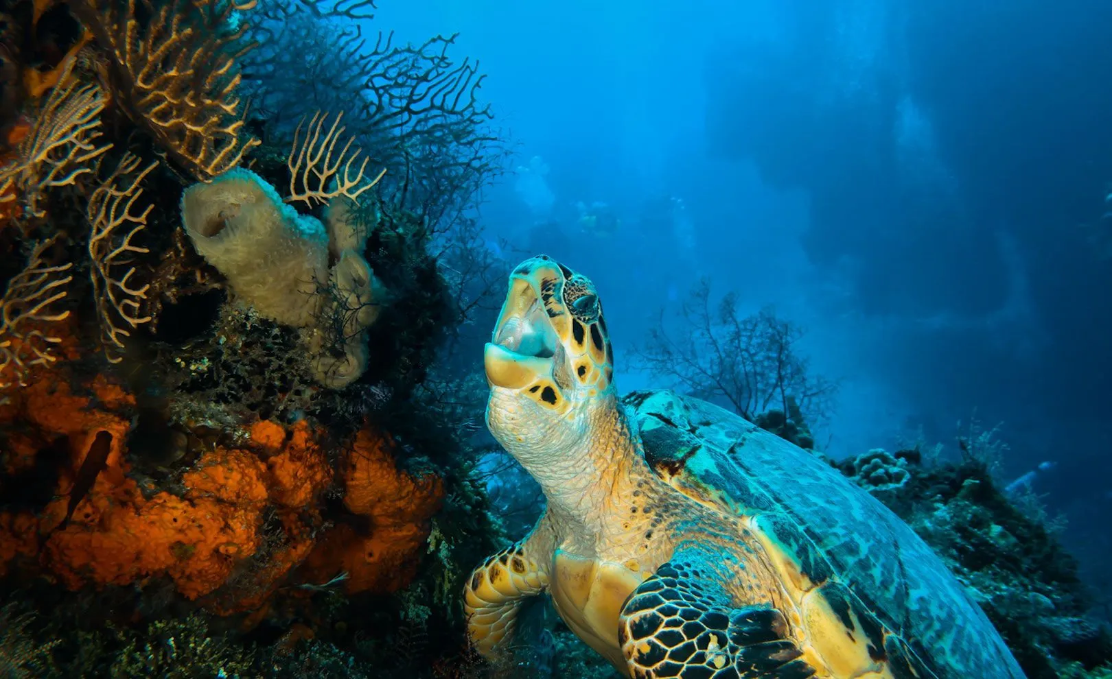 Snorkeling in a GlassBottom Boat Cozumel Palace®